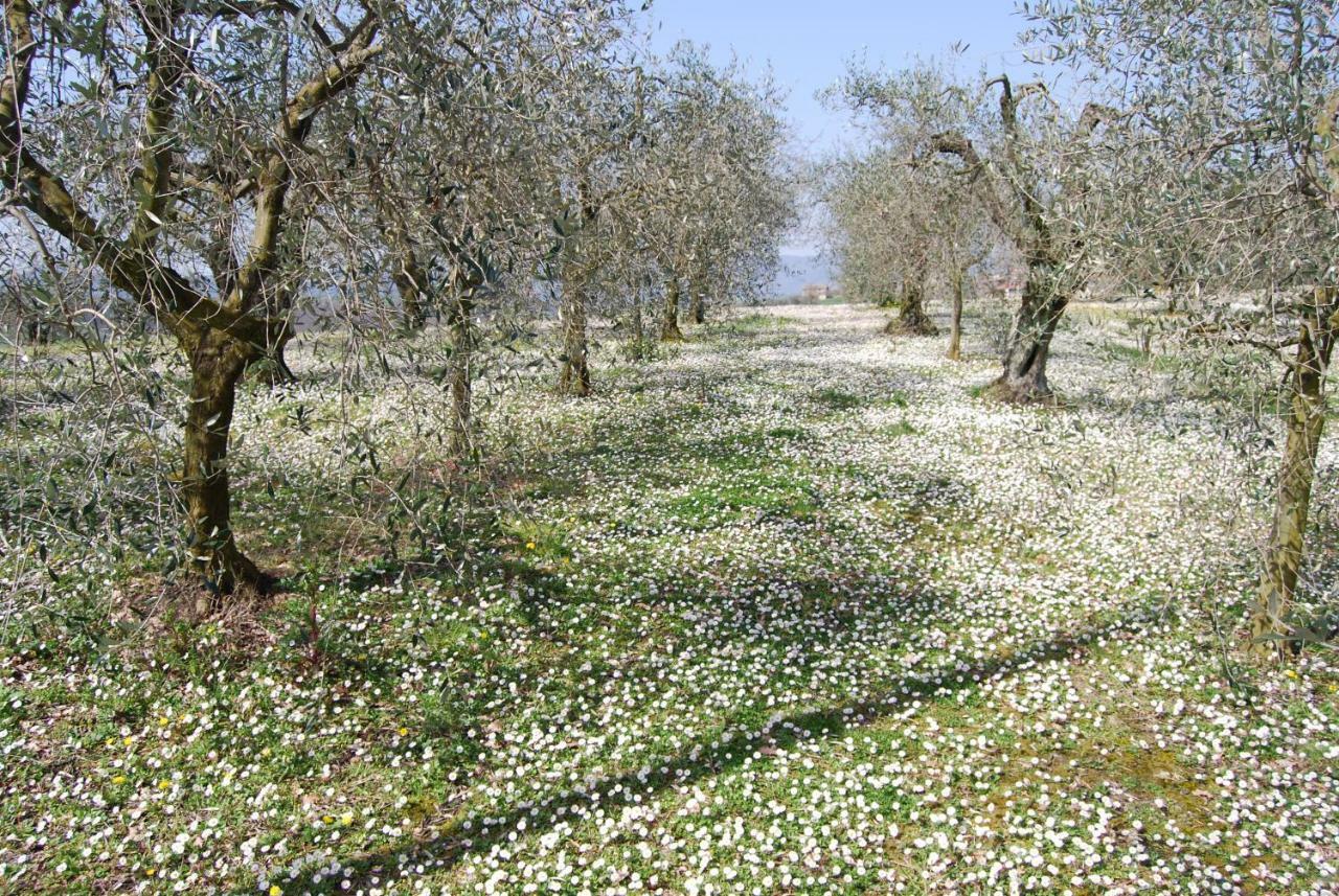 Bilocale Verde Umbria Montecastrilli ภายนอก รูปภาพ